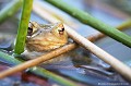 <br><br>Nom anglais : Common toad
<br>Certains sites de reproduction accueillent  un grand nombre d’individus, les Crapauds communs mâles étant 4 à 5 fois plus nombreux que les femelles. On les reconnait facilement à leur petite taille, les femelles étant bien plus grandes.
<br><br>Photo réalisée en France, dans l'Allier (Auvergne)
<br><br>

 Crapaud commun
Bufo bufo
Common toad
Auvergne
Allier
reproduction
mâles
femelles
sites
 